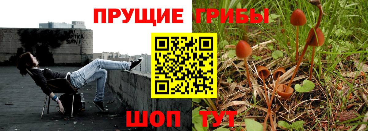 Алексин  Псилоцибиновые грибы прущие грибы  Псилоцибиновые грибы Psilocybine cubensis  Вход с VPN 